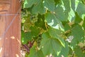 Green grapes with vivid leaves growing at a vinyard during wine season