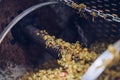 Green grapes in the wine press where the juice will be pressed leaving the skins and seeds behind Royalty Free Stock Photo