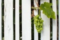 Green grapes between wooden planks of a fence.