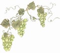 Green grapes wreath clipart, harvest clip art. Watercolor hand painted grapes frame. Italian vinery concept design. French wine