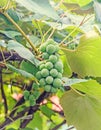 Green grapes (white) fruit hang, Vitis vinifera (grape vine) Royalty Free Stock Photo