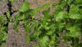 Green grapevine leaf closeup after spring rain Royalty Free Stock Photo