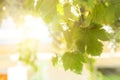 Green grapevine leaves background in sunny day