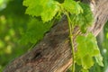 Green grapevine leaves on old tree bark on blurred greenery background background