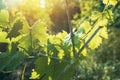 Green grapevine leaves in vineyard