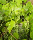 Green Grapevine Plant