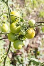 Green grapevine tomatoes.