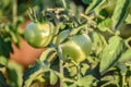 Green grapevine tomatoes. Green unripe tomatoes on the bush. Tomatoes on the vine, tomatoes growing on the branches. Green