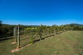 Green Grapevines Growing on a Hillside in the Mountains of a Sunny Day