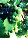 Green grappes in Alsace for good wine Royalty Free Stock Photo