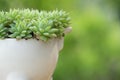 Green Graptopetalum Macdougallii ,succulent houspelant