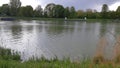 Green gras nature at river side water