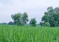 Green gras , plants and beautyfull sky