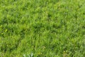 Green gras