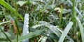 Green Gras with water drops