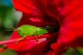 Green grashopper on red flowe Royalty Free Stock Photo