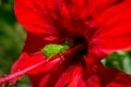 Green grashopper on red flower Royalty Free Stock Photo