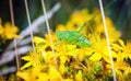 Green grashopper Royalty Free Stock Photo