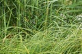 Green grass Royalty Free Stock Photo