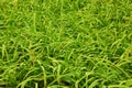 Green grass Royalty Free Stock Photo