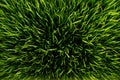 Verde hierba 