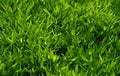 Green grass Royalty Free Stock Photo