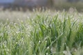 Green grass Royalty Free Stock Photo