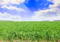 Green grass Royalty Free Stock Photo