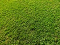 Green grass Royalty Free Stock Photo