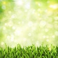 Green grass Royalty Free Stock Photo