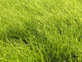 Zelená tráva 