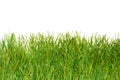 Green grass Royalty Free Stock Photo