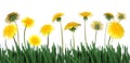 Green grass abd dandelions Royalty Free Stock Photo