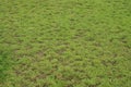 Green grass abstract background