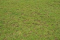 Green grass abstract background