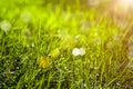 Green grass Royalty Free Stock Photo