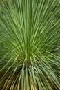 Green grass - abstract natural backgrounds Royalty Free Stock Photo