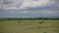 On the green grass of the African savanna there is a group of warthogs