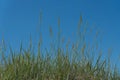 Green grass against a blue sky. The concept of pure nature. Natural background. Space for text Royalty Free Stock Photo