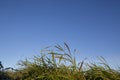 Green grass against blue sky from low point of view