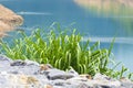 Green grass 005 Royalty Free Stock Photo