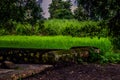 Picture of a green grass in the agricultural field in monsoon season in India Royalty Free Stock Photo