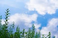 Green grass along the edge of a pond and the sky reflected Royalty Free Stock Photo