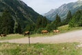 On the green grass in the alps hillside grazing cows Royalty Free Stock Photo