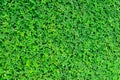 Green grass arachis repens Royalty Free Stock Photo