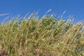 Green grass and Arundo donax giant cane on the blue sky background