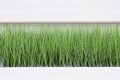 Green grass, Office decor, modern cafe, interior, design, tyle, concept, nature, plant,