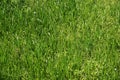 Green grass backdrop Royalty Free Stock Photo