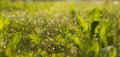 Green grass backgroun on summer morning field with blurred focus background. Royalty Free Stock Photo