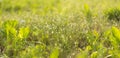 Green grass backgroun on sunny morning field with blurred focus background. Royalty Free Stock Photo